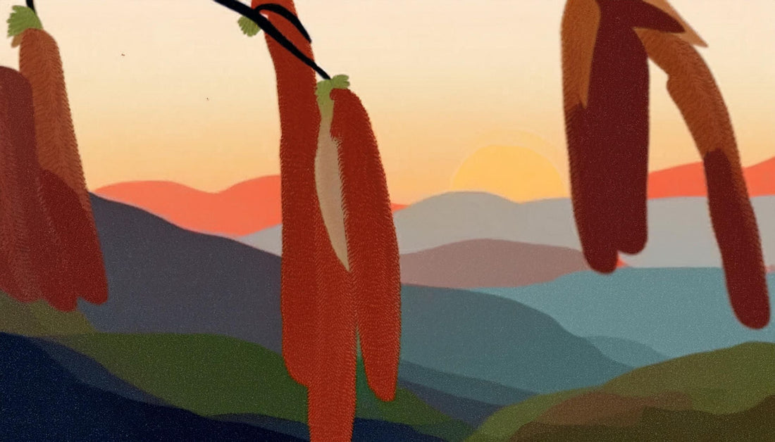 【保存版】ヘーゼルナッツの木の品種|人気種から希少種まで紹介!