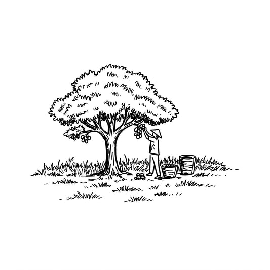 ã¢ãŒã¢ã³ãåç©«ã®å
šãŠïŒææã»æ¹æ³ã»ã³ãã培åºè§£èª¬