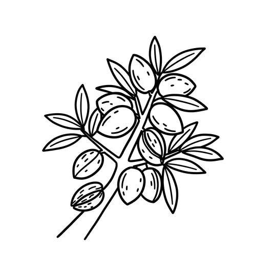 å®¶åºã§ææŠïŒã¢ãŒã¢ã³ãã®ãªãæ¹ãšè²ãŠæ¹ã®ã³ã