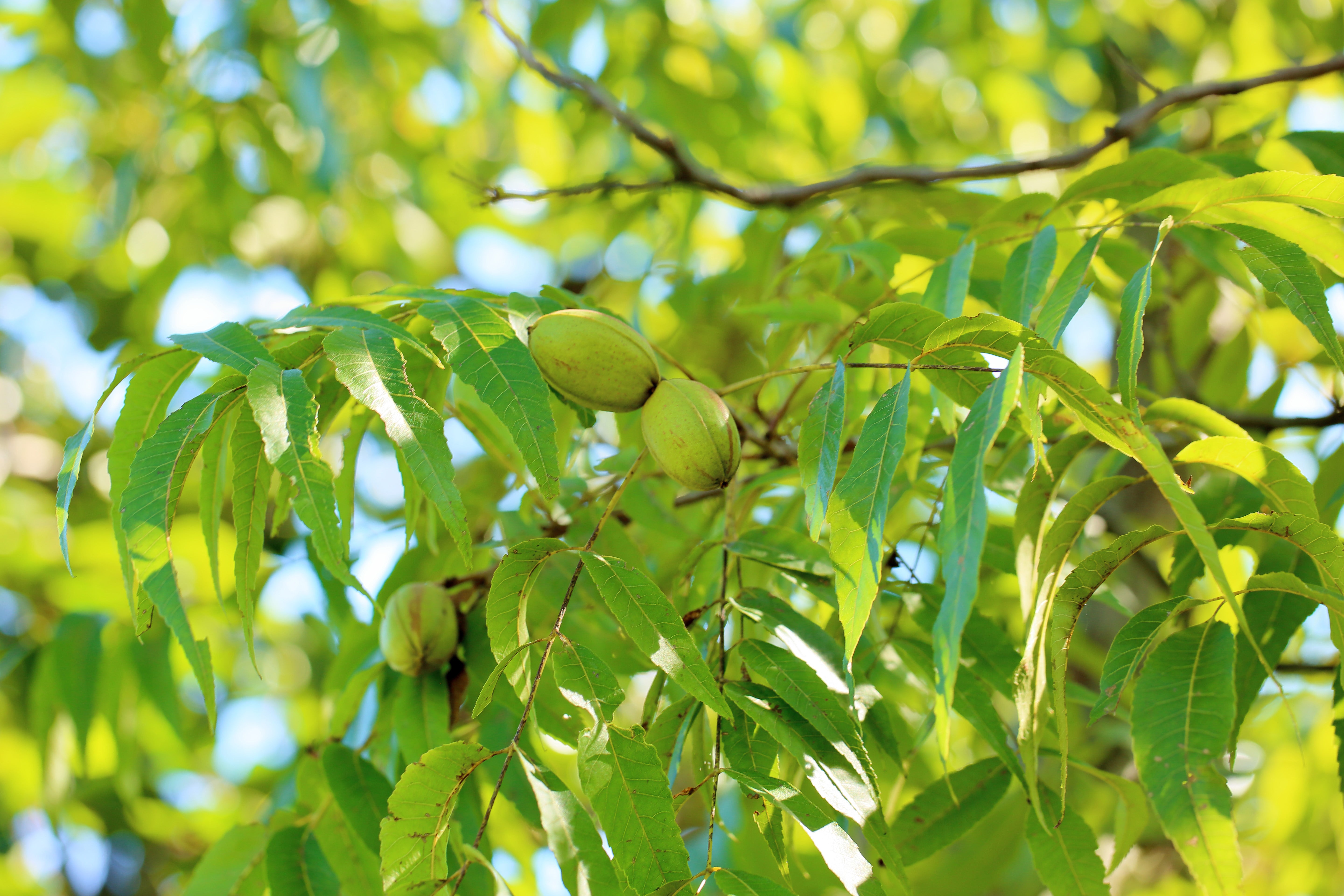 自然な甘さが<br>口の中でふんわり