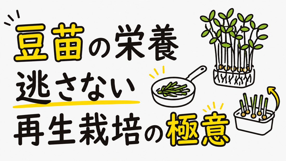 豆苗の栄養を逃さない調理法と失敗しない再生栽培の極意