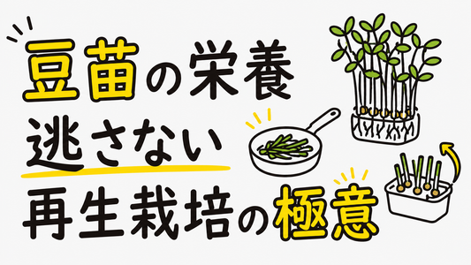 豆苗の栄養を逃さない調理法と失敗しない再生栽培の極意
