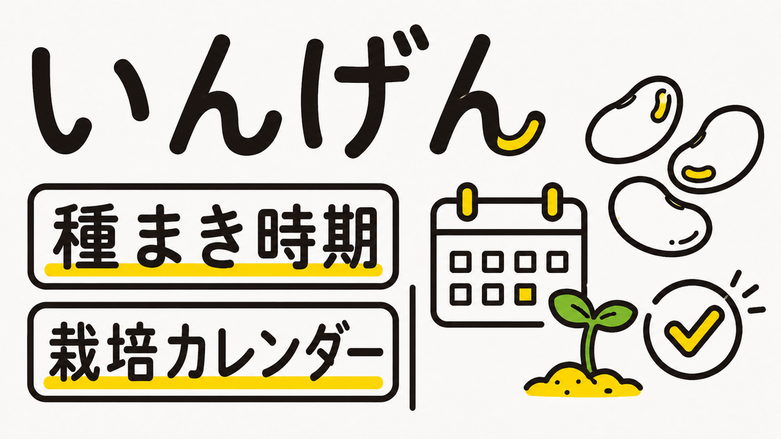 いんげんの種まき時期はいつ？失敗しない栽培カレンダーと成功の秘訣