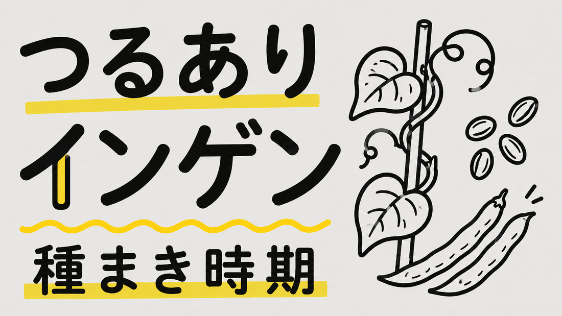 つるありインゲン栽培時期｜失敗しない種まきと収穫の極意