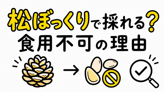 松ぼっくりから松の実は採れる？食用不可な理由と賢い選び方