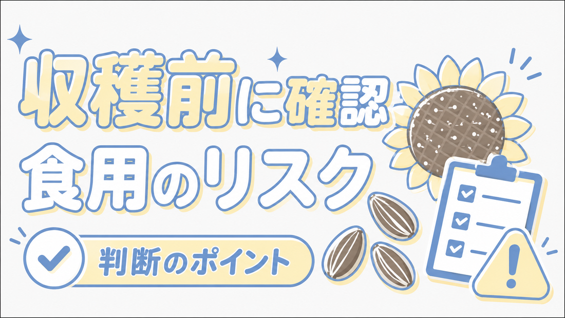 ひまわりの種を収穫する前に知るべき食用としてのリスクと判断基準