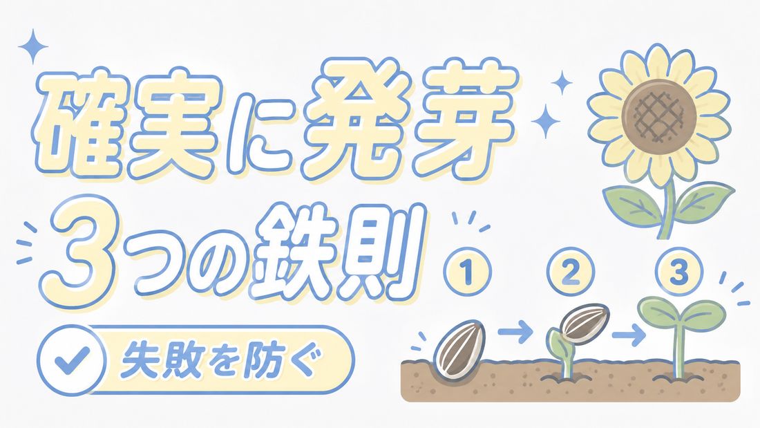 ひまわりの種を確実に発芽させる植え方と失敗を防ぐ3つの鉄則