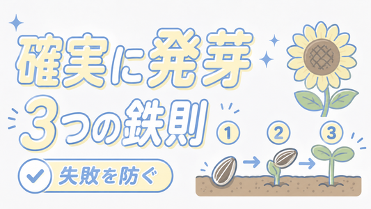 ひまわりの種を確実に発芽させる植え方と失敗を防ぐ3つの鉄則