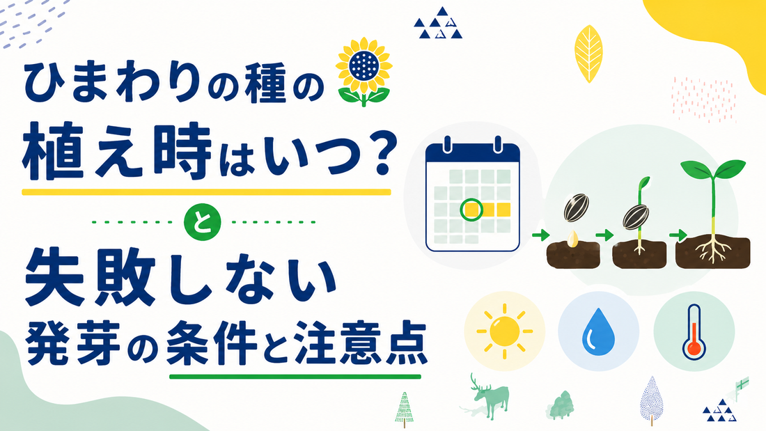 ひまわりの種の植え時はいつ？失敗しない発芽の条件と注意点