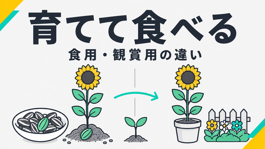 ひまわりの種を栽培して食べる！食用・観賞用の違いと失敗しない育て