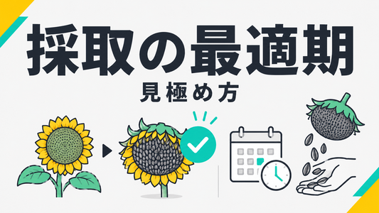 ひまわりの種を採取する最適な時期と失敗しない見極め方