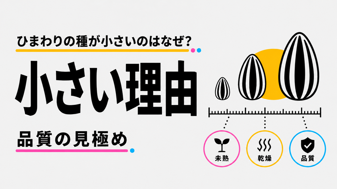 ひまわりの種が小さいのはなぜ？品質と安全性を見極める基準