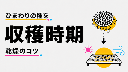 ひまわりの種を収穫するベストタイミングと失敗しない乾燥法