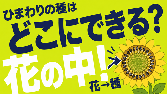 ひまわりの種はどこにできる？花から収穫までの構造と注意点