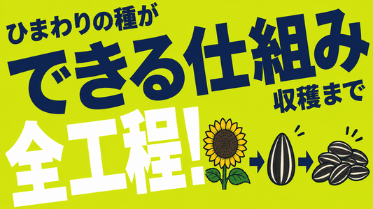 ひまわりの種ができる仕組みと収穫までの全プロセスを徹底解説